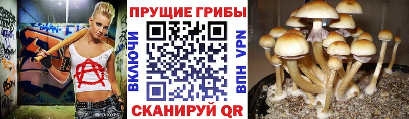 Купить закладки  Питкяранта  Галлюциногенные грибы мухоморы 